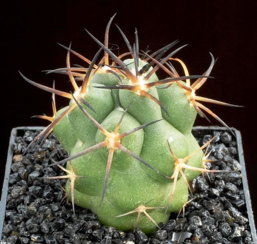 Copiapoa_goldii